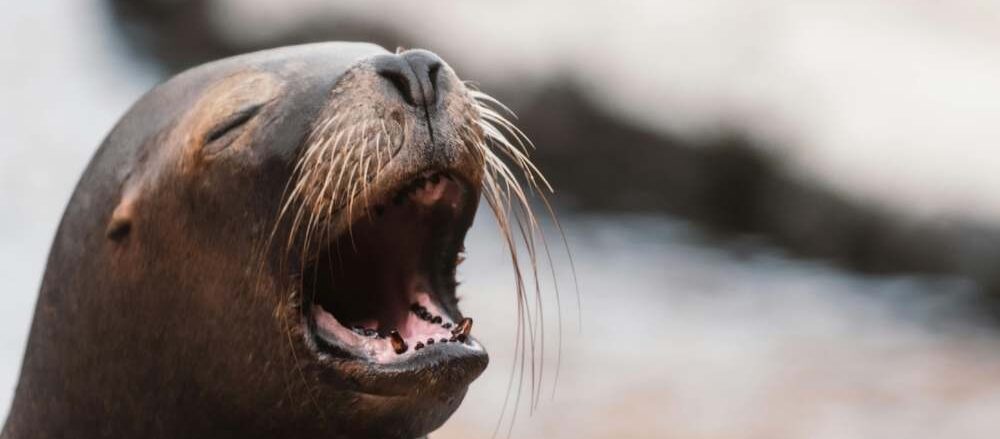 Cómo redimensionar una imagen sin perder calidad
